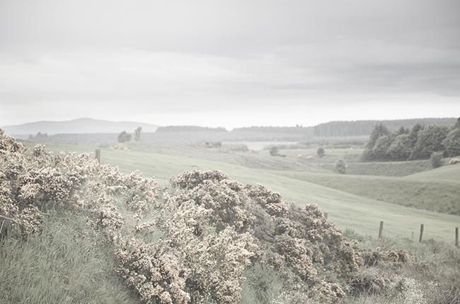 一直以來在威士忌市場中不斷突破自我