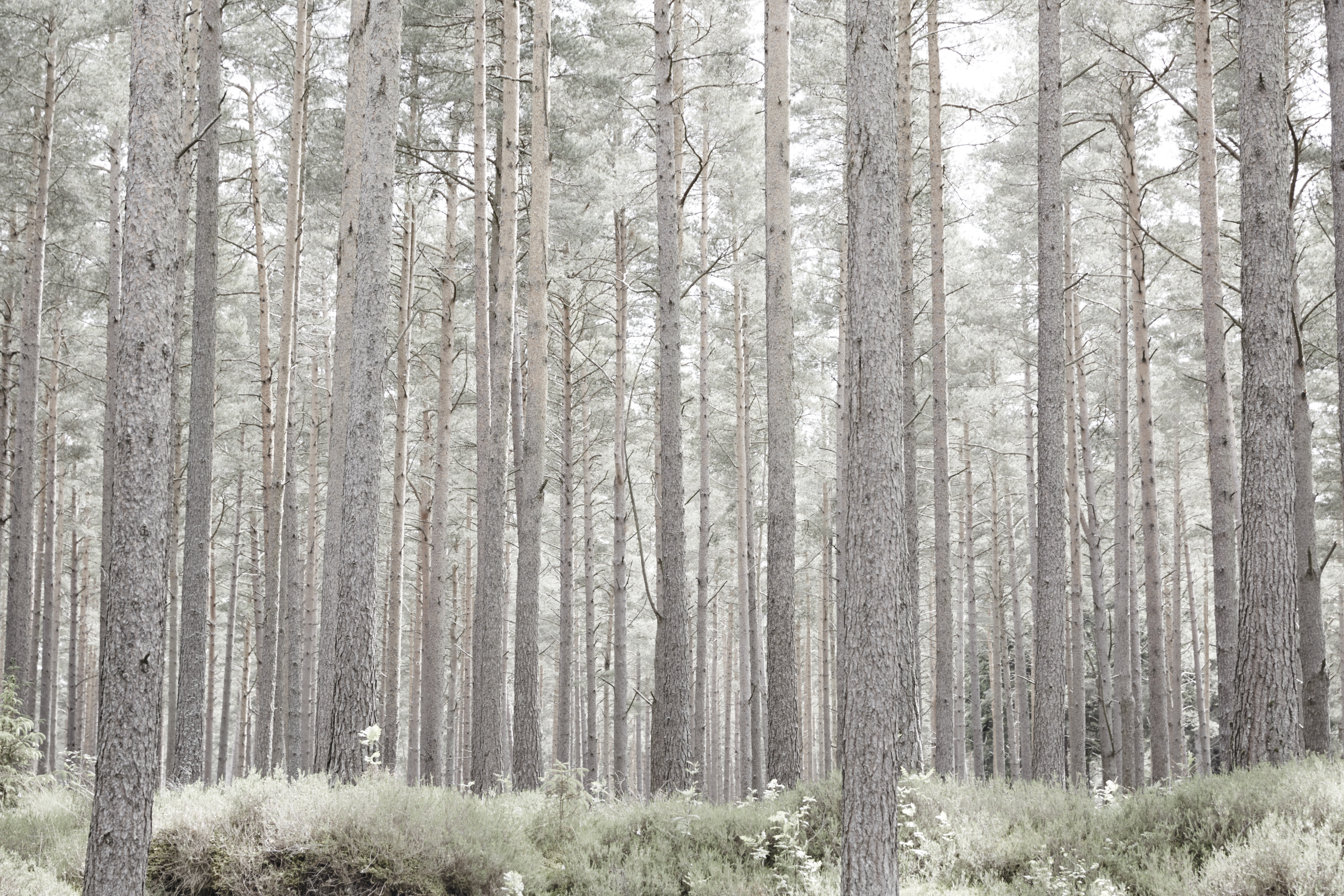 一直以來在威士忌市場中不斷突破自我