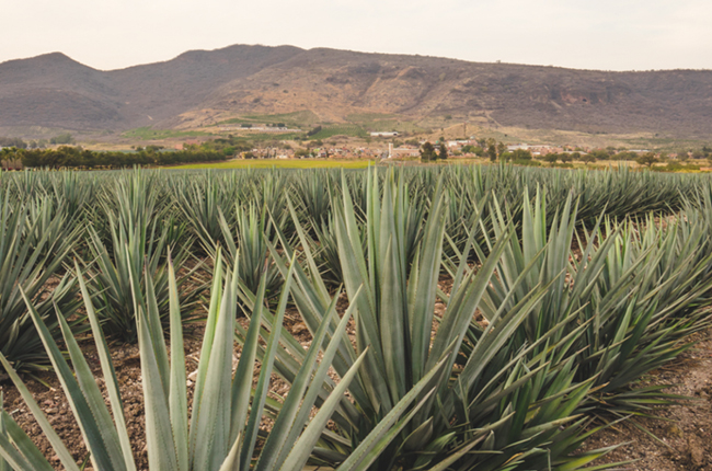 一直以來在威士忌市場中不斷突破自我